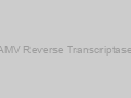 AMV Reverse Transcriptase